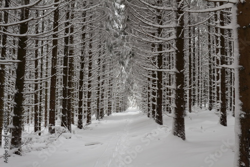 Eiche Allee im Schneewald