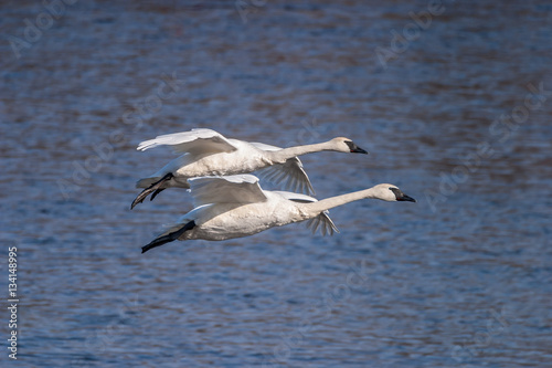 Bild auf Leinwand Trumpeter swans in formation