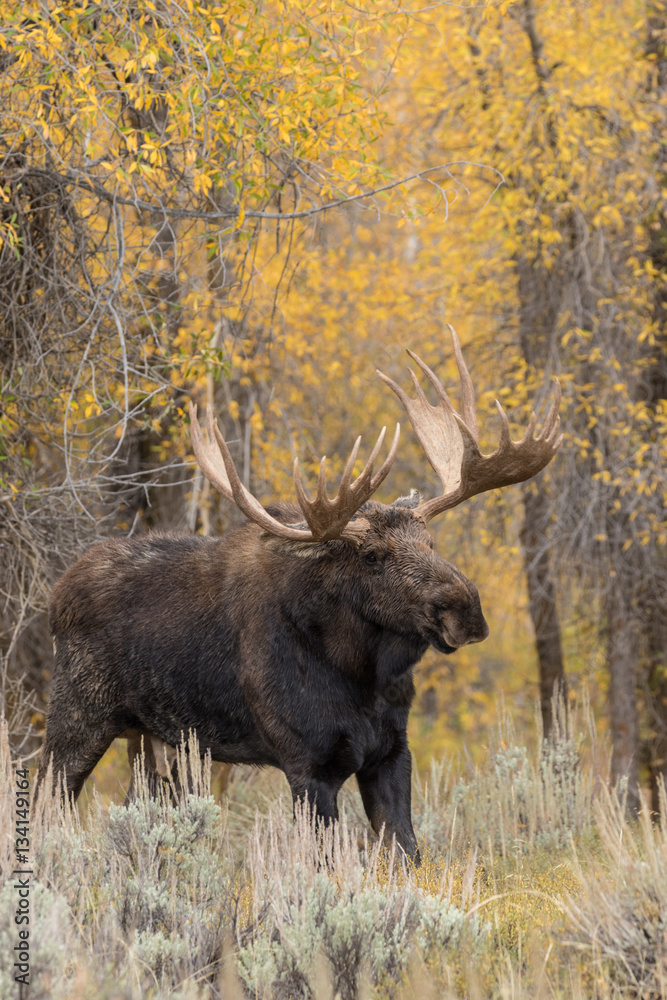 Bull Shiras Moose in the Fall Rut Bull Shiras Moose in the Fall Rut