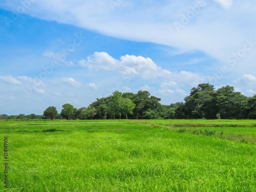 Beautiful Paddy Field with Trees and Blue Sky with clouds