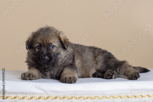 Sable puppies German shepherd on a beige background on a chair © neuenberg