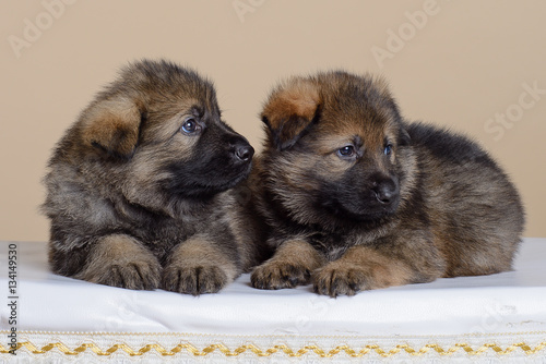 Two sable puppies German shepherd on a beige background on a chair