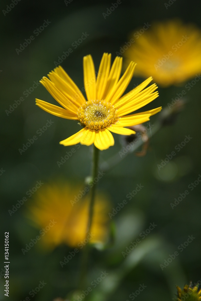 Obraz premium Ochsenauge (Buphthalmum salicifolium)