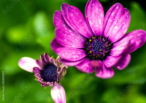 Purple flowers in the garden in summer