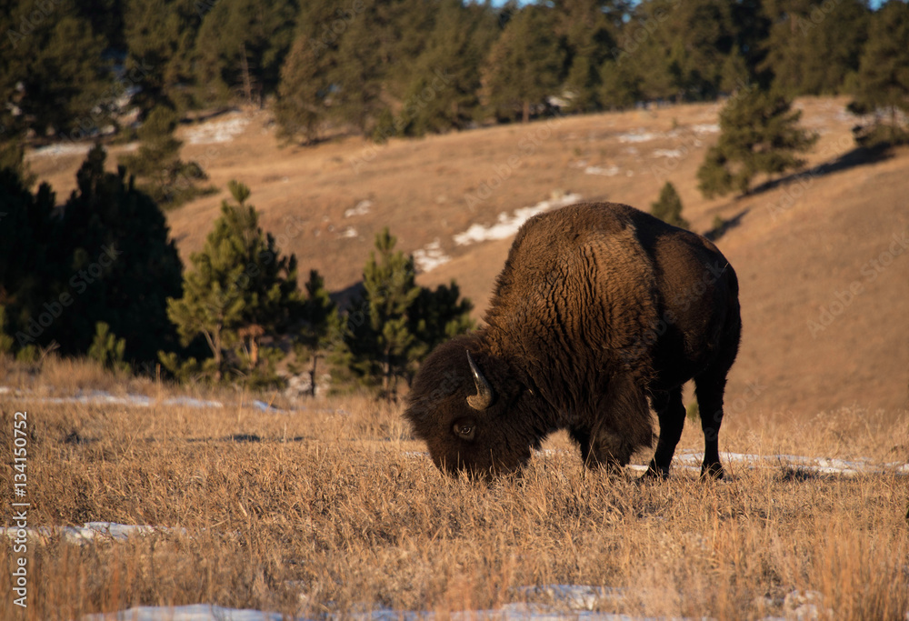 Bull bison buffalo grazing on snowy hillside Bull bison buffalo grazing on snowy hillside