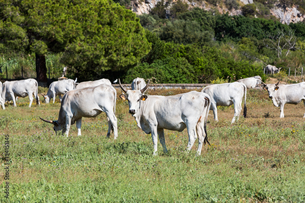 White Chianina breed cows on a tuscan field in Italy White Chianina breed cows on a tuscan field in Italy