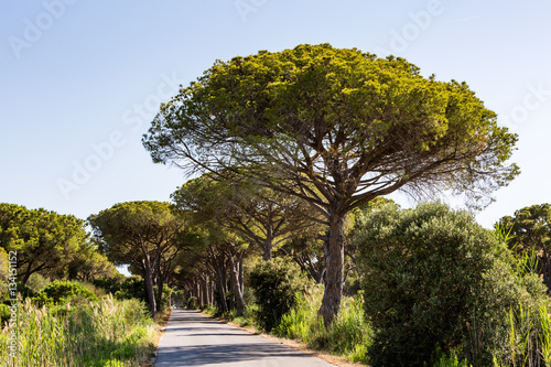Pine tree avenue in the tuscan region Maremma in Italy photo