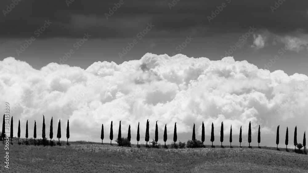 Obraz premium Cypress trees in a row in tuscan region San Quirico d Orcia, Ita
