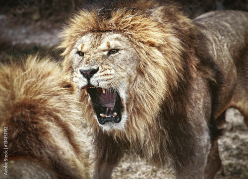 Fototapeta Naklejka Na Ścianę i Meble -  Lions fight for leadership