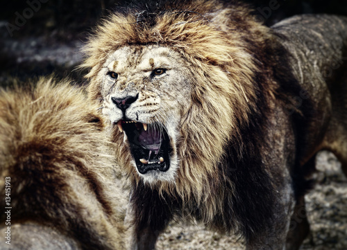 Fototapeta Naklejka Na Ścianę i Meble -  Lions fight for leadership
