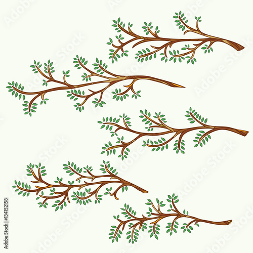 Set of hand-drawn and painted branches with leaves. Vector graphics.