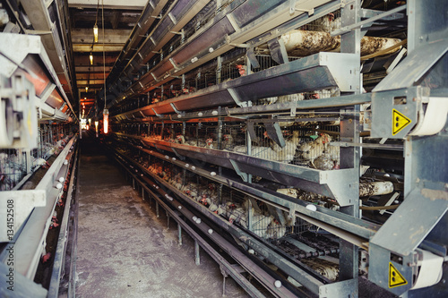 Hennery or henhouse. Eggs Chickens ,hens in cages industrial farm. Selective focus © okrasiuk