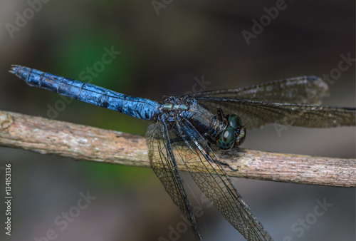 Beautiful dragonfly on branch in nature.