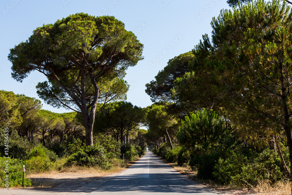 Pine tree avenue in the tuscan region Maremma in Italy