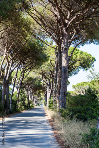 Fototapeta Naklejka Na Ścianę i Meble -  Pine tree avenue in the tuscan region Maremma in Italy