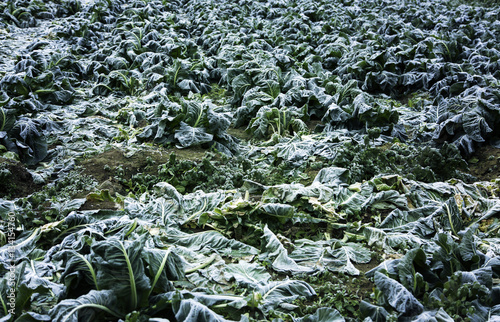 Harvest frozen lettuce