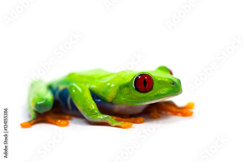 frog isolated on white background © Dmitry