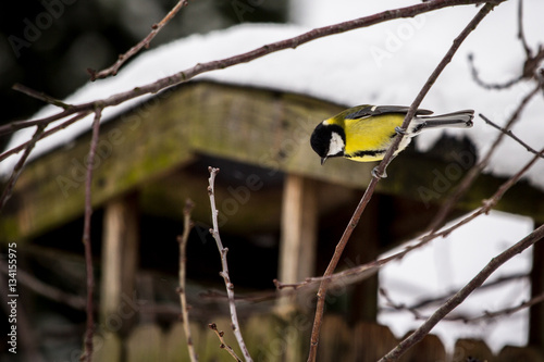 Zimowa stołówka Zimą trudno skrzydlatym maluchom znaleźć pod śniegiem coś do brzuszka. W naszej stołówce mogą liczyć na smakowite kąski
