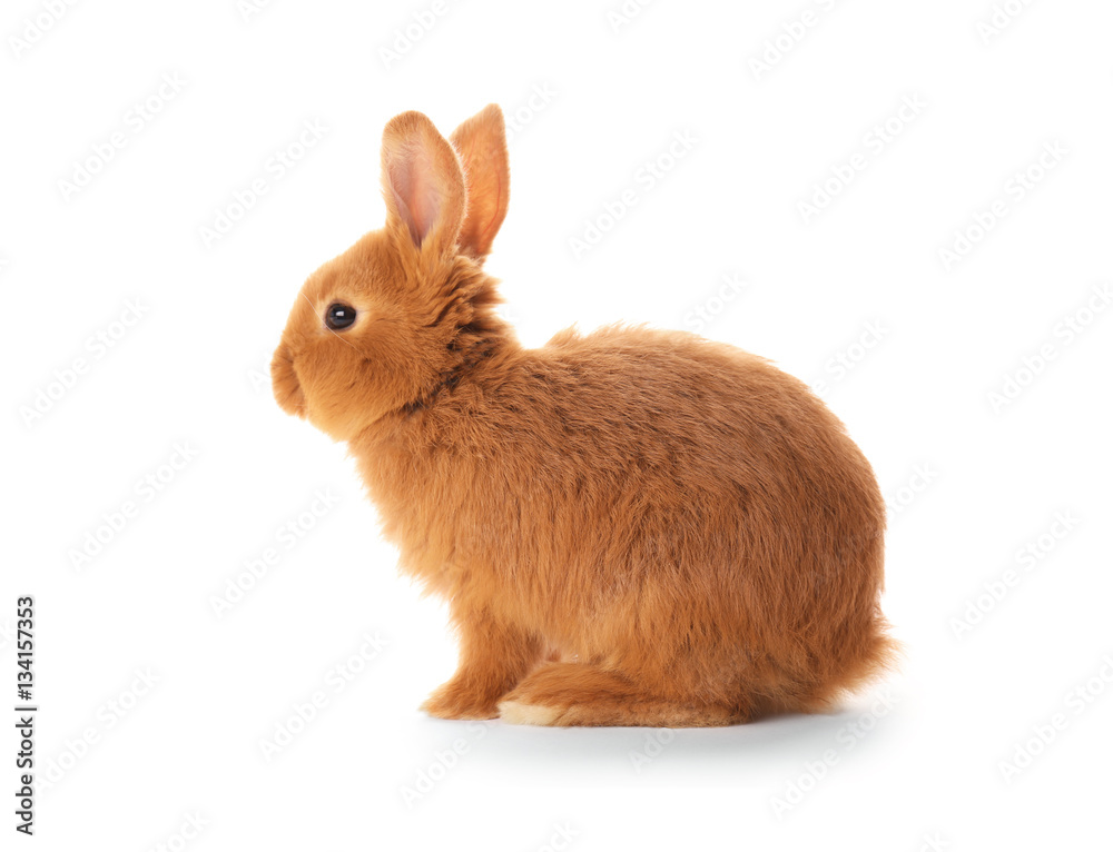 Obraz premium Cute funny rabbit on white background