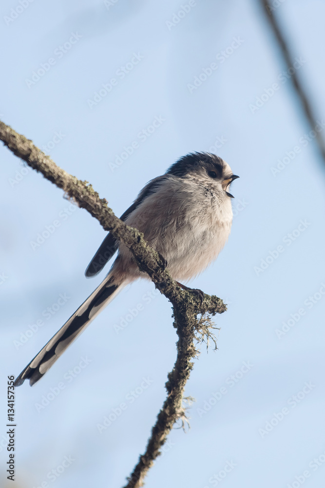Obraz premium Long-tailed Tit, Tit, Aegithalos caudatus