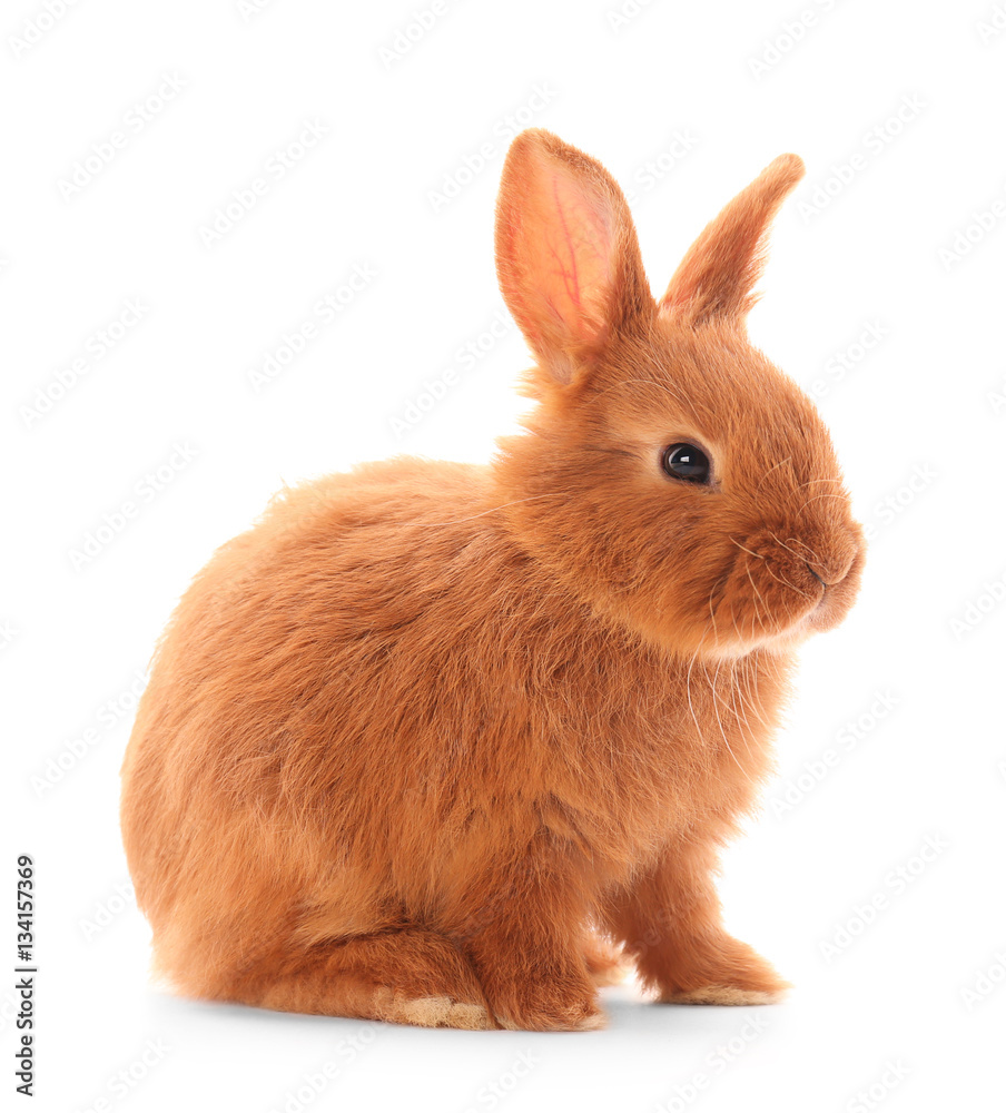Naklejka premium Cute funny rabbit on white background