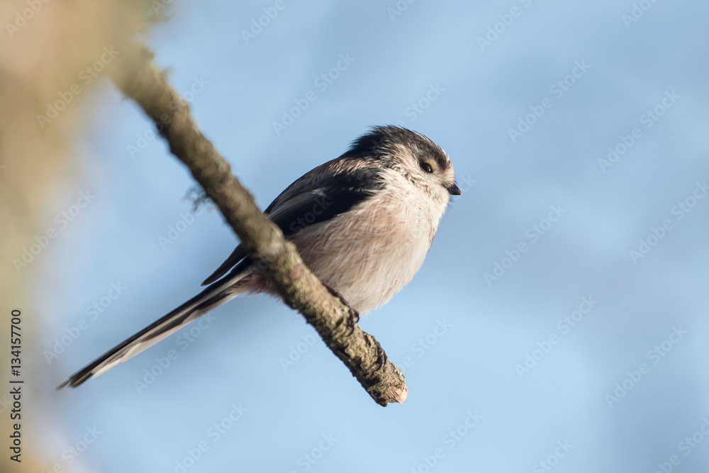 Obraz premium Long-tailed Tit, Tit, Aegithalos caudatus