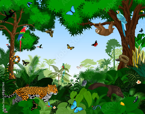 Rainforest with animals vector illustration. Vector Green Tropical Forest jungle with parrots, jaguar, tapir, sloth, anaconda and butterflies.