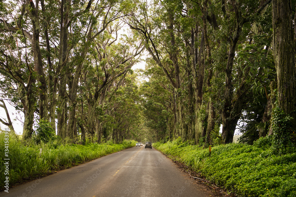 Kauai’s Tree Tunnel Stock Photo | Adobe Stock