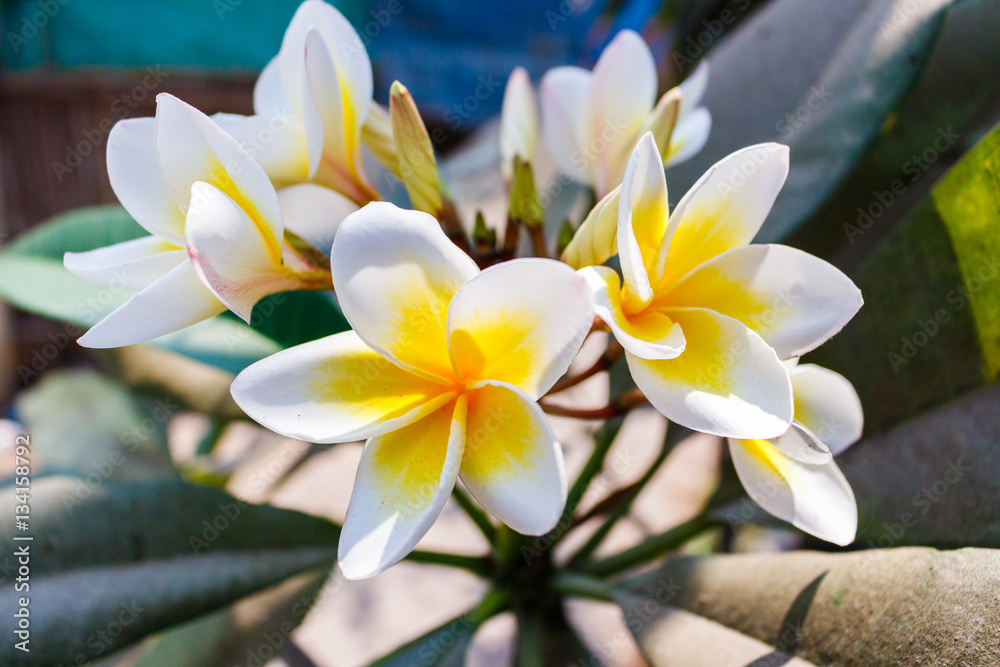 Naklejka premium White Plumeria flowers in sunlight