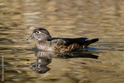 Canvas Print A female Wood Duck (Aix sponsa), Franklin Canyon, Los Angeles, CA