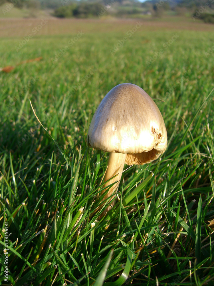 Mushroom in grass