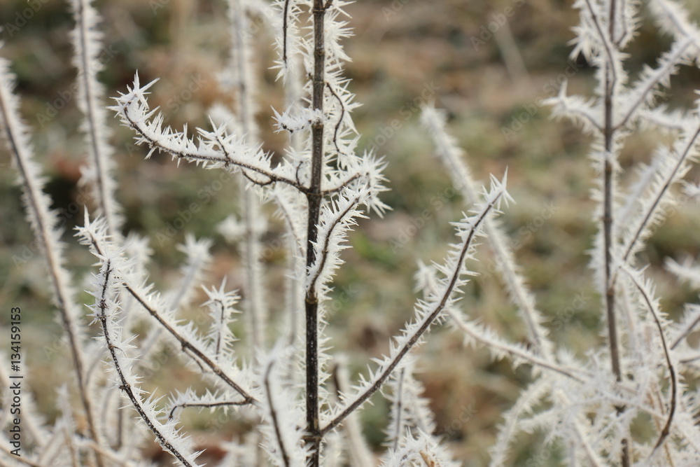 Frost on small branches