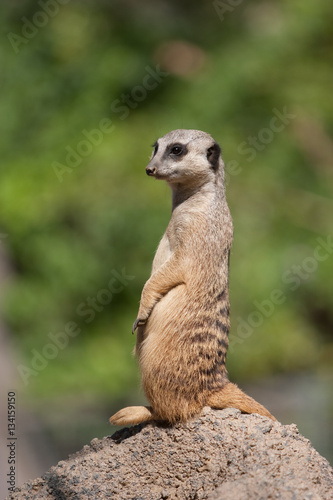 Meerkat in the zoo