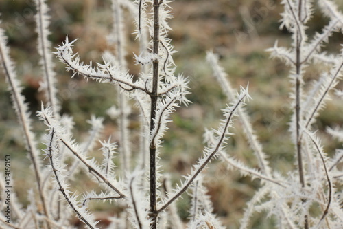 Frost on small branches