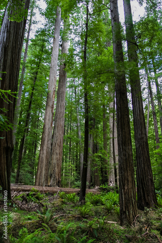 Redwood trees