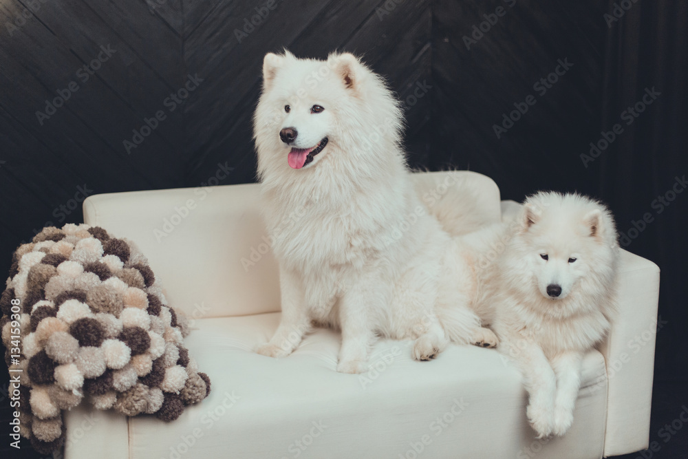 Samoyed, dog on sofa, fluffy Samoyed, dog on sofa, fluffy