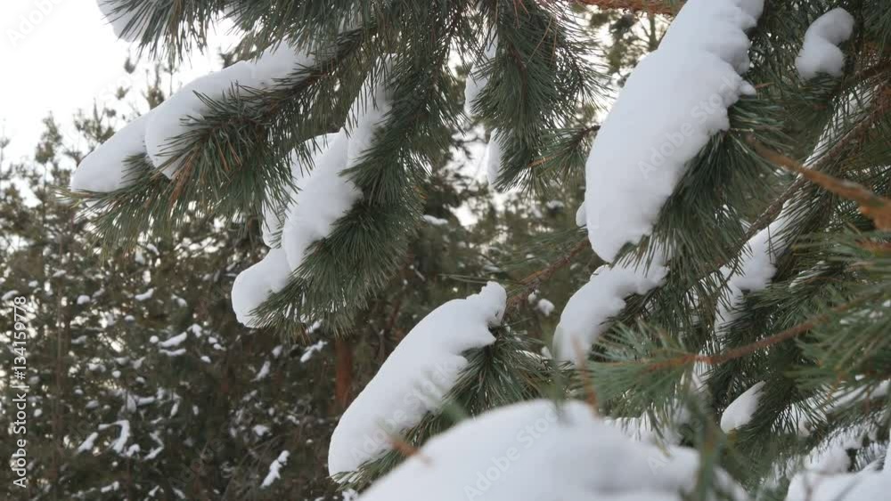 Beautiful tree covered with snow, close-up view, in the frosty winter, the Christmas forest Beautiful tree covered with snow, close-up view, in the frosty winter, the Christmas forest
