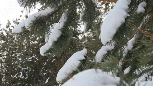 Beautiful tree covered with snow, close-up view, in the frosty winter, the Christmas forest photo