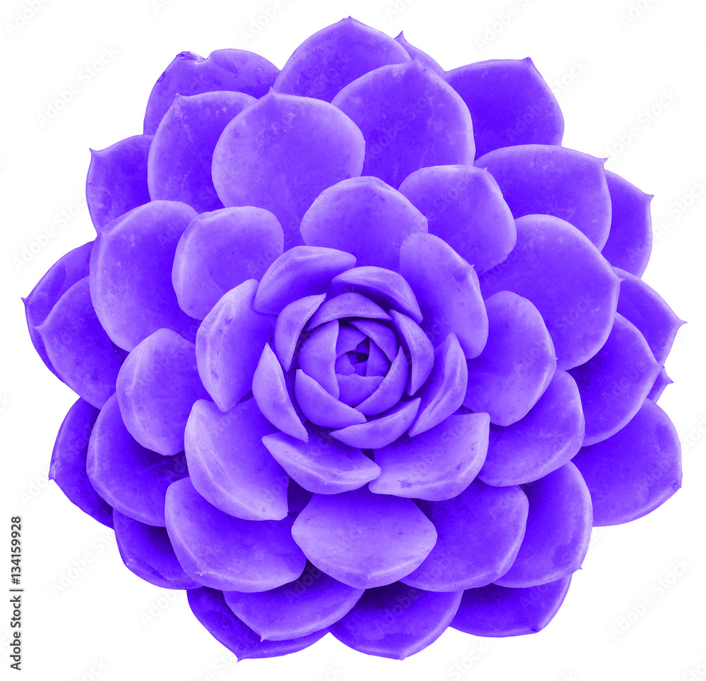 Succulent Isolated Succulent Isolated