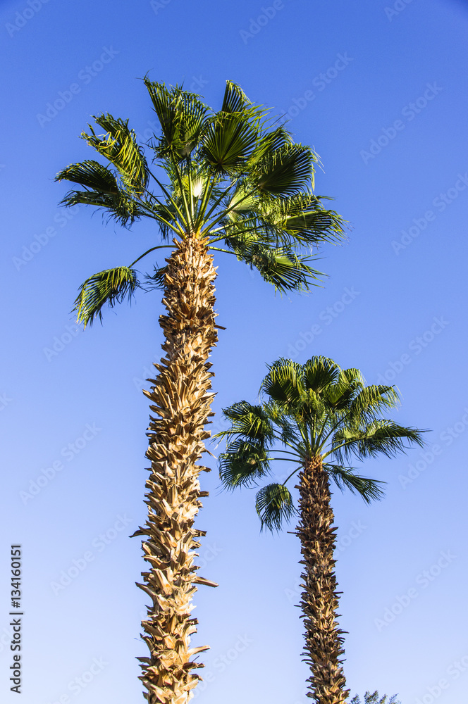 Palm tree with blue sky background 