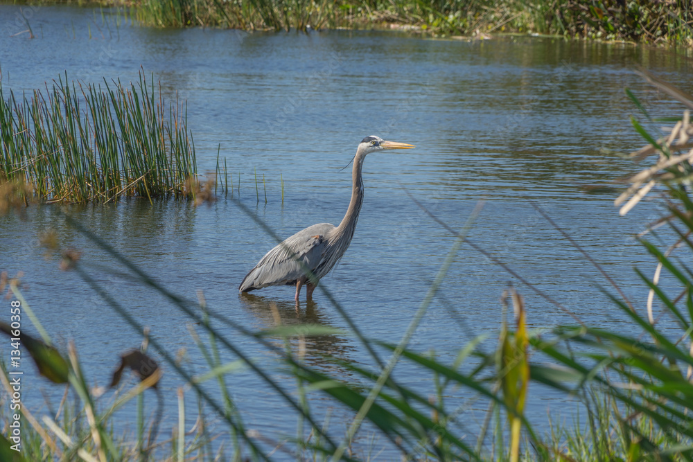 Fototapeta premium Viera Wetlands a Boon to Wildlife in Florida