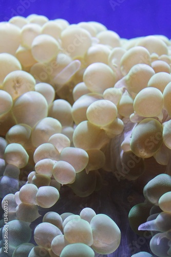 Beautiful, white bubble coral 