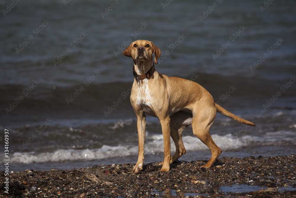 Hund am Strand