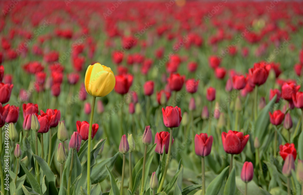 Stand Out Stand Out
