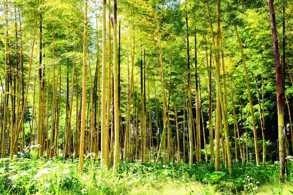 Obraz premium 朝日が射し込む竹林