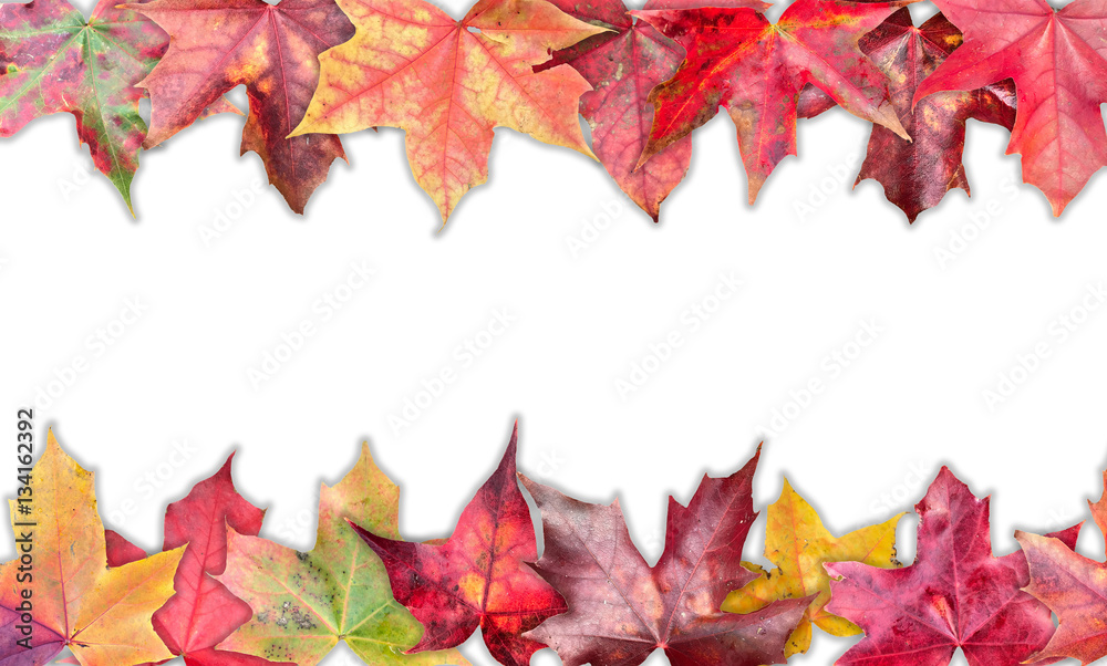 Fototapeta premium Fall Leaf Background