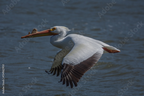 White Pelican flying by with wings spread over lake