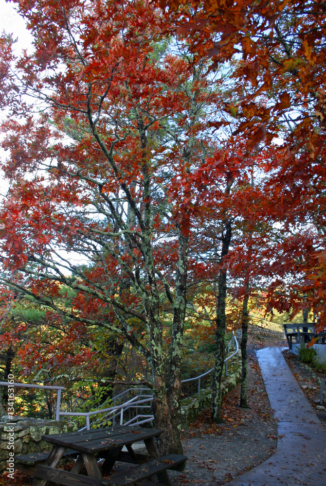 Colourful Autumn Path