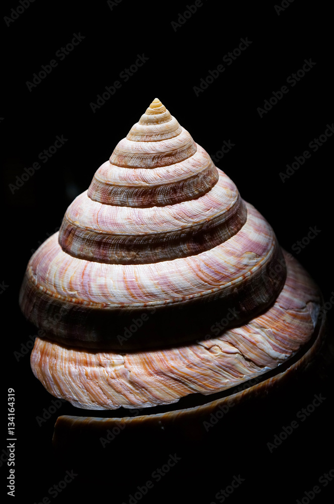Close up of Slit Shell on black background Close up of Slit Shell on black background