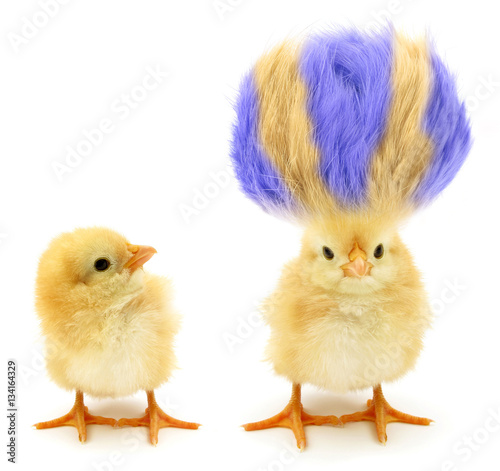Canvas Print Two chicks one crazy with even crazier hair